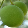 ল্যাংড়া আম