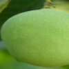 ল্যাংড়া আম - Image 5