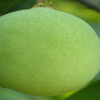 ল্যাংড়া আম - Image 4