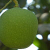 ল্যাংড়া আম - Image 3