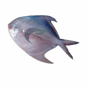 pomfret silver premium(রূপচাঁদা ৪ পিসে কেজি )/kg