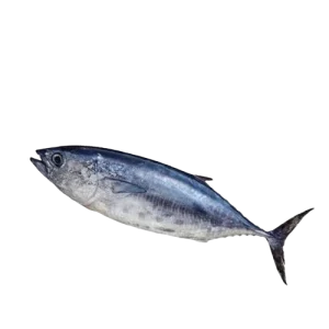 Tuna 5 /7 KG Size (টুনা ৫/৭ কেজি সাইজ)/kg